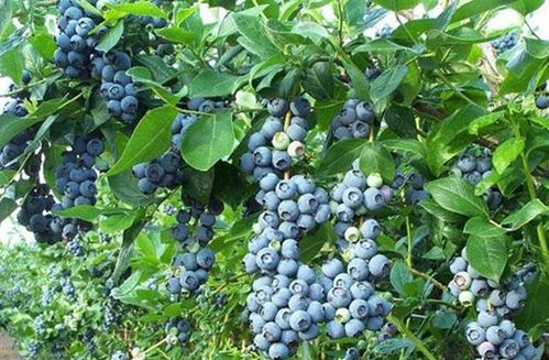 蓝莓产地，蓝莓产地主要在哪个省！