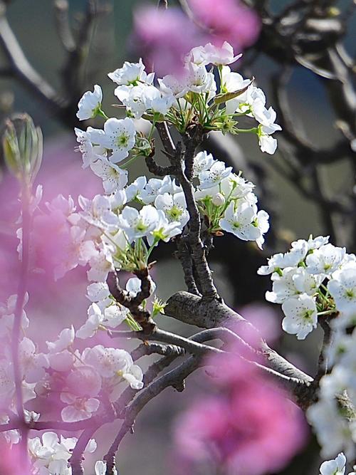 梨树出现二次开花现象是正常的吗？梨树开花了还能修剪吗？