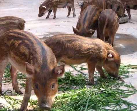野猪养殖，野猪养殖利润与成本？