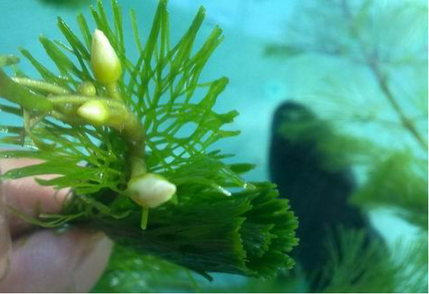 金鱼藻种植，金鱼藻种植时间！