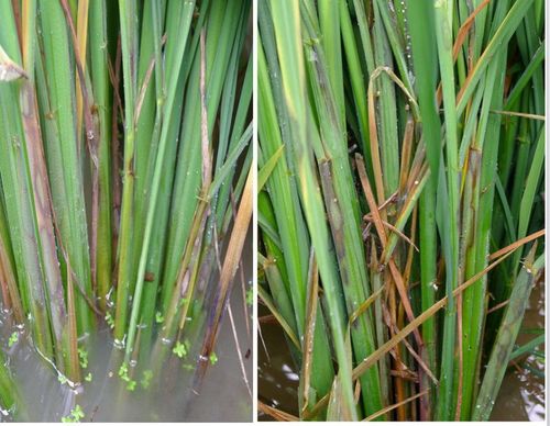 水稻纹枯病，水稻纹枯病菌丝生长最适宜的温度是！
