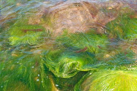 水藻，水藻长什么样子图片！