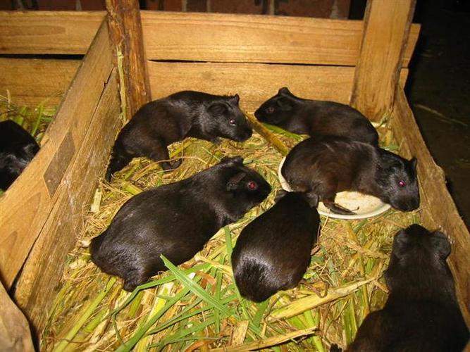 黑豚养殖，黑豚养殖的技术难点和风险哪些！