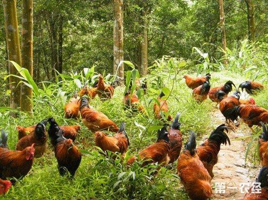 林下养鸡，林下养鸡增加群落垂直结构的复杂性？